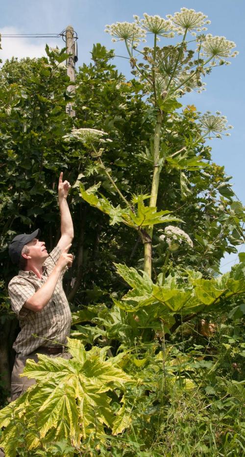 be-aware-of-giant-hogweed-and-avoid-contact-nidirect