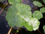 FP Floating pennywort Broads Authority