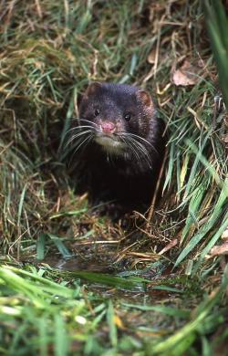 Mink Credit ©Snowdonia National park Authority