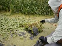 Hand pulling floating pennywort from the Waveney ©Paul Simms