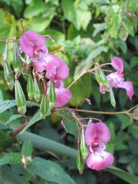 HB Himalayan balsam 3 Mary Pipes