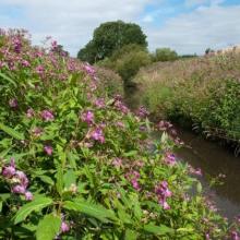 Himalayan Balsam ©GBNNSS