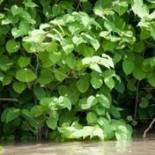 Japanese knotweed ©GBNNSS