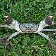 Mitten crab CC BY SA 3.0: Christian Fischer