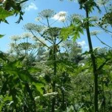 Giant hogweed ©RPS group Plc