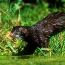 American mink ©Paul Gambling