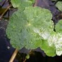 Floating pennywort ©Broads Authority