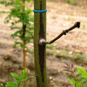 Ash Dieback © Forest Research