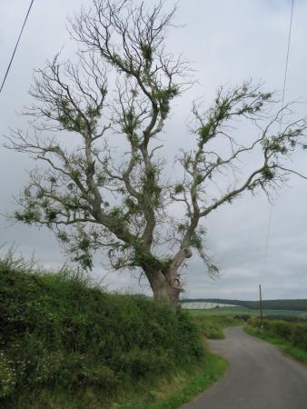 Ash dieback CCBY M J Richardson