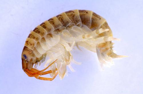 Killer Shrimp Ⓒ Environment Agency 