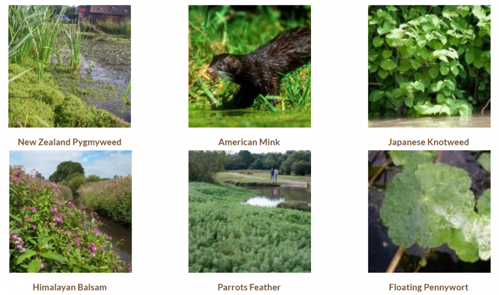 new-additions-to-our-invasive-non-native-species-pages-norfolk-non